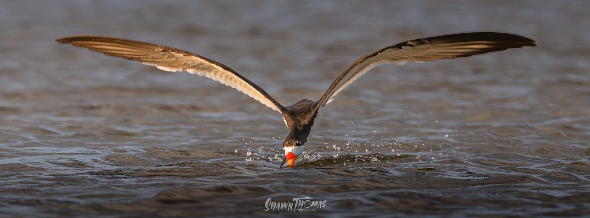 Sunset Seabird Safari in Ocean City: My Delmarva Birding Experience
