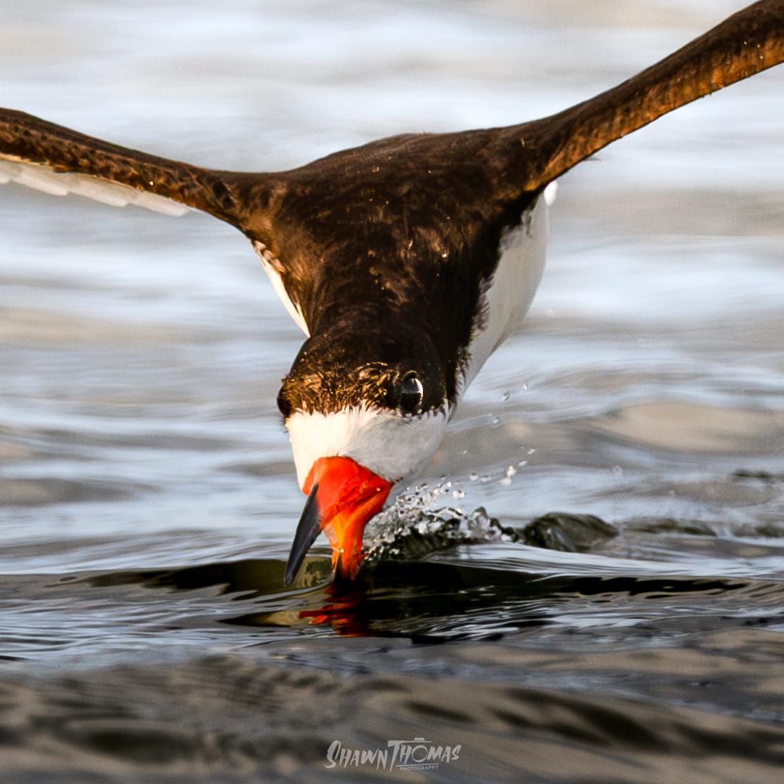 Sunset Seabird Safari in Ocean City: My Delmarva Birding Experience