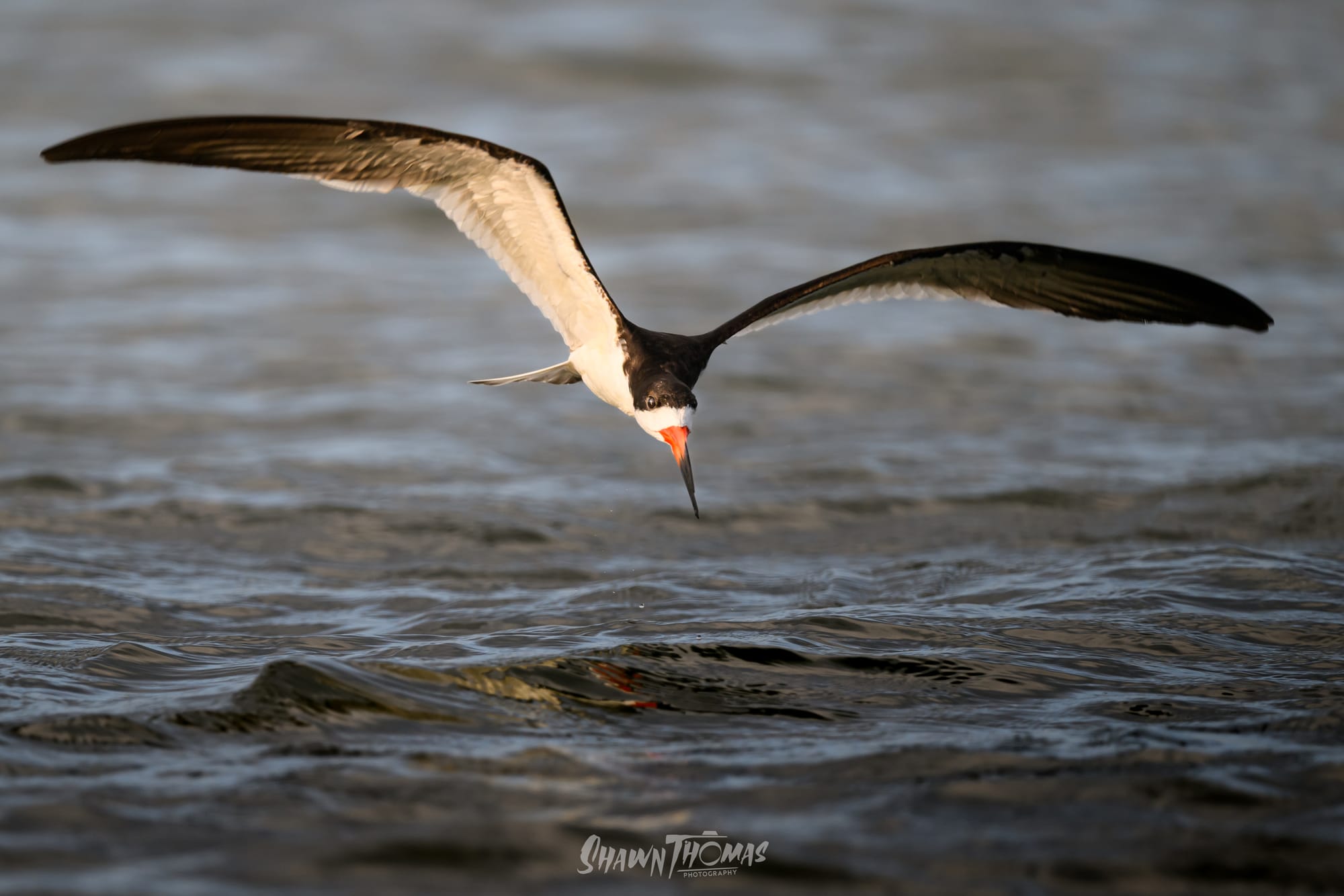 Sunset Seabird Safari in Ocean City: My Delmarva Birding Experience
