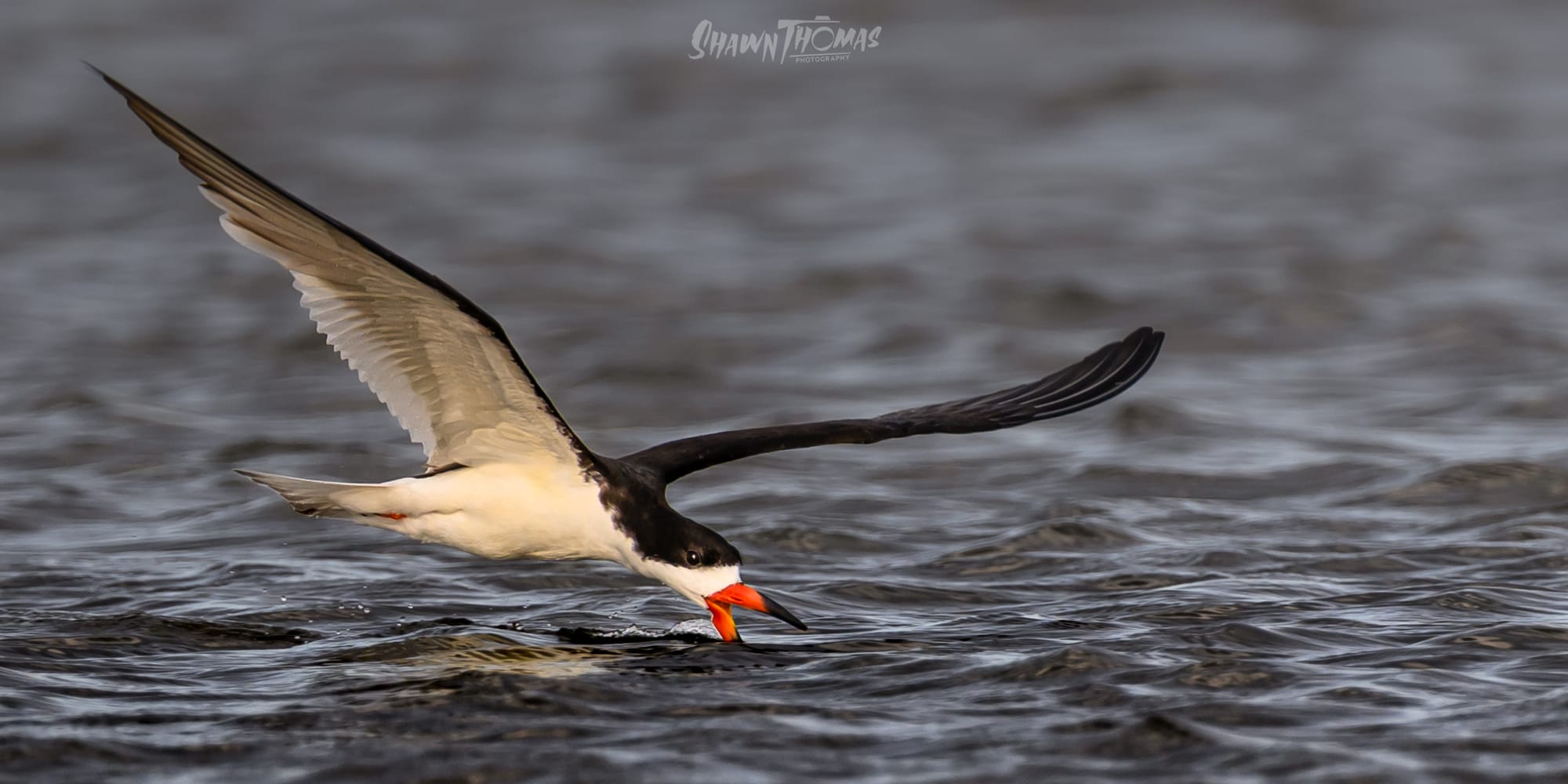 Sunset Seabird Safari in Ocean City: My Delmarva Birding Experience