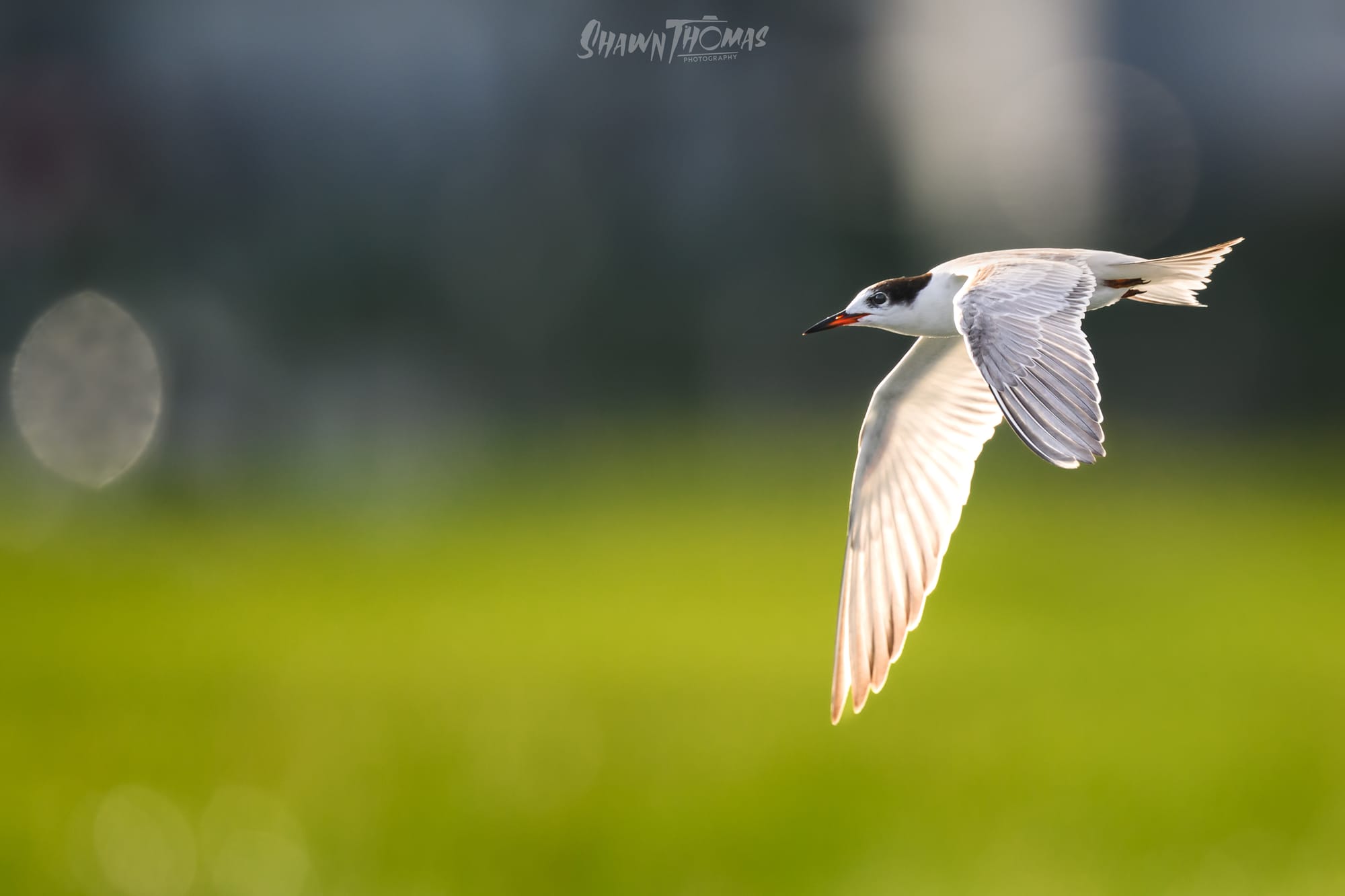 Sunset Seabird Safari in Ocean City: My Delmarva Birding Experience
