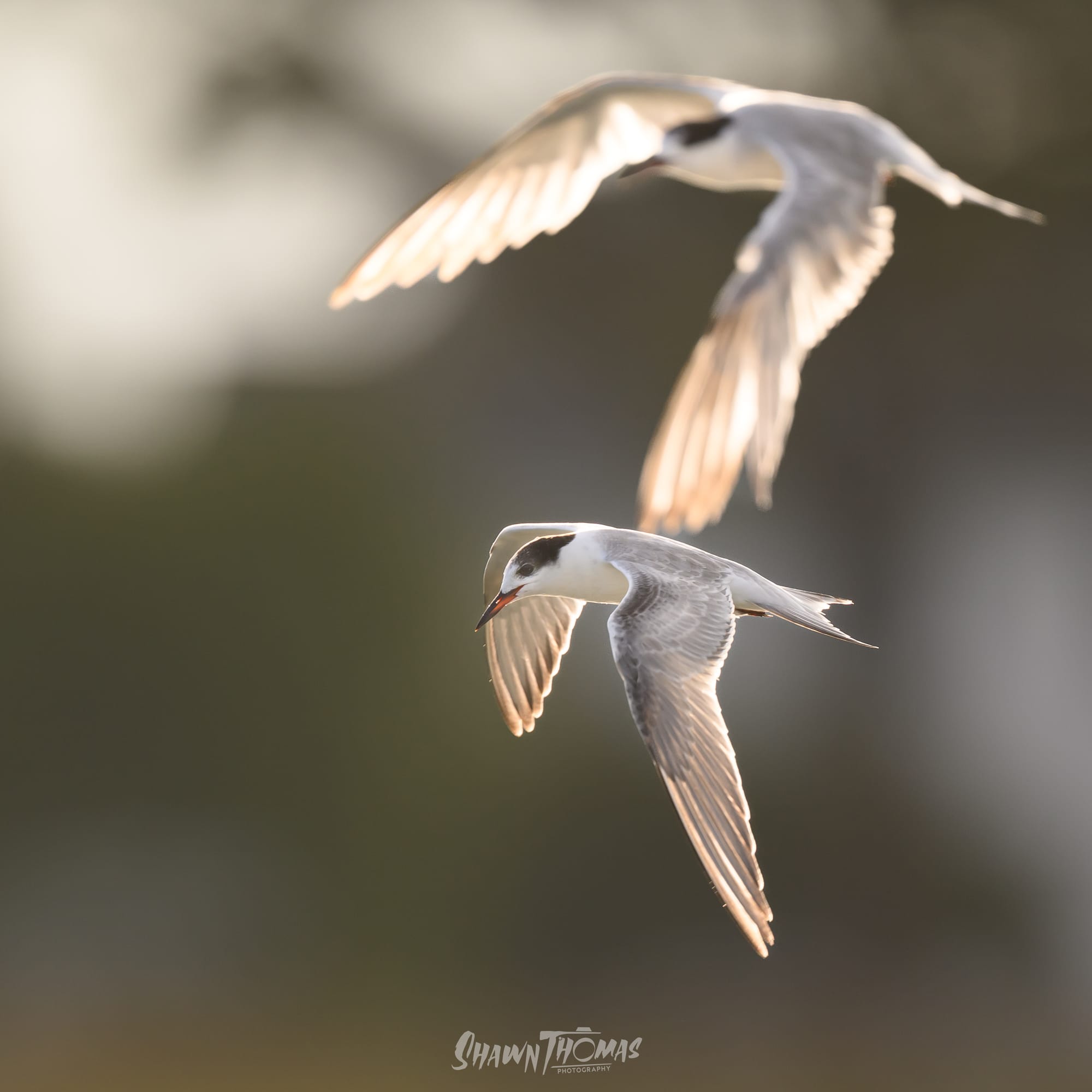 Sunset Seabird Safari in Ocean City: My Delmarva Birding Experience