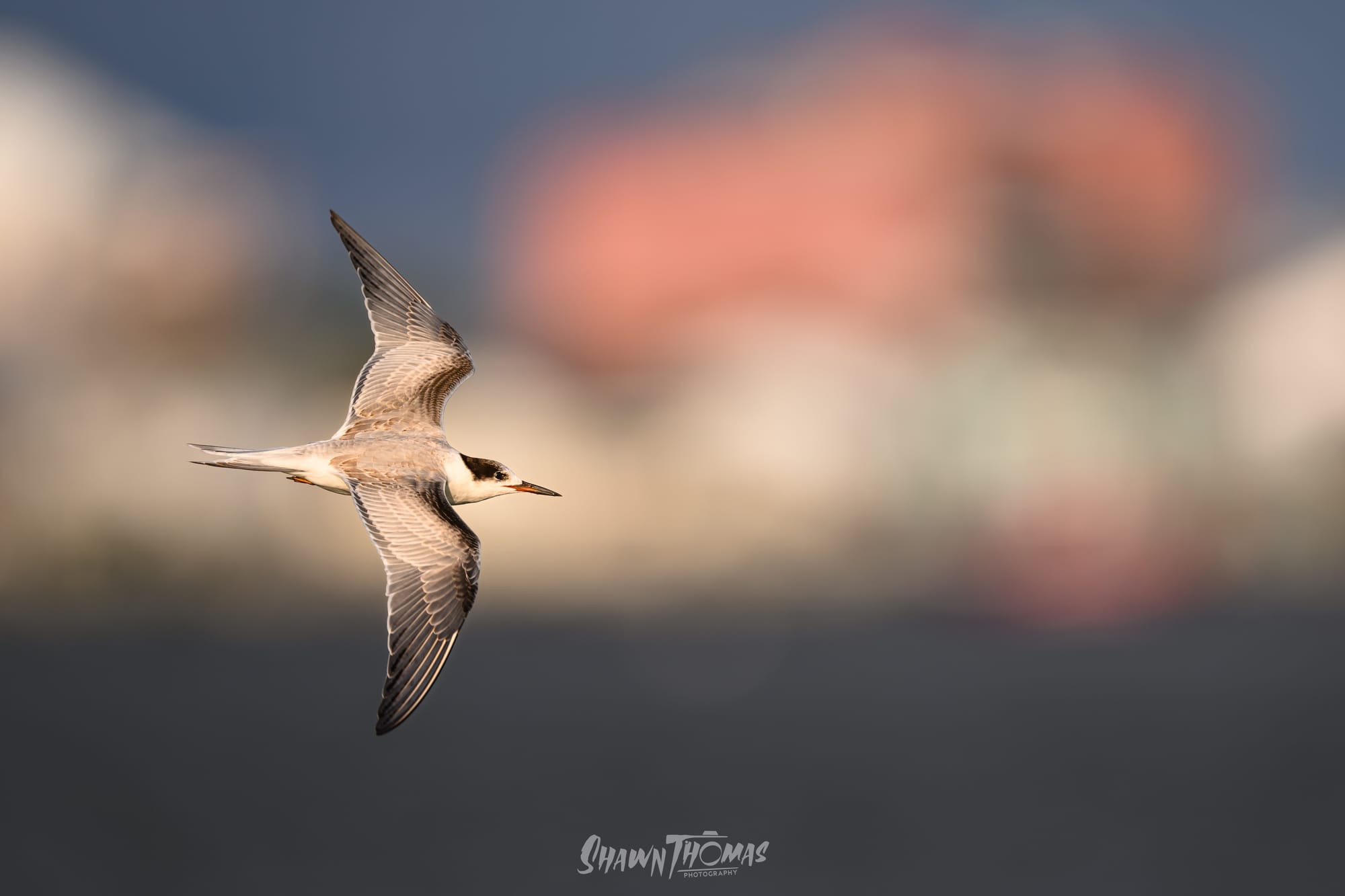 Sunset Seabird Safari in Ocean City: My Delmarva Birding Experience