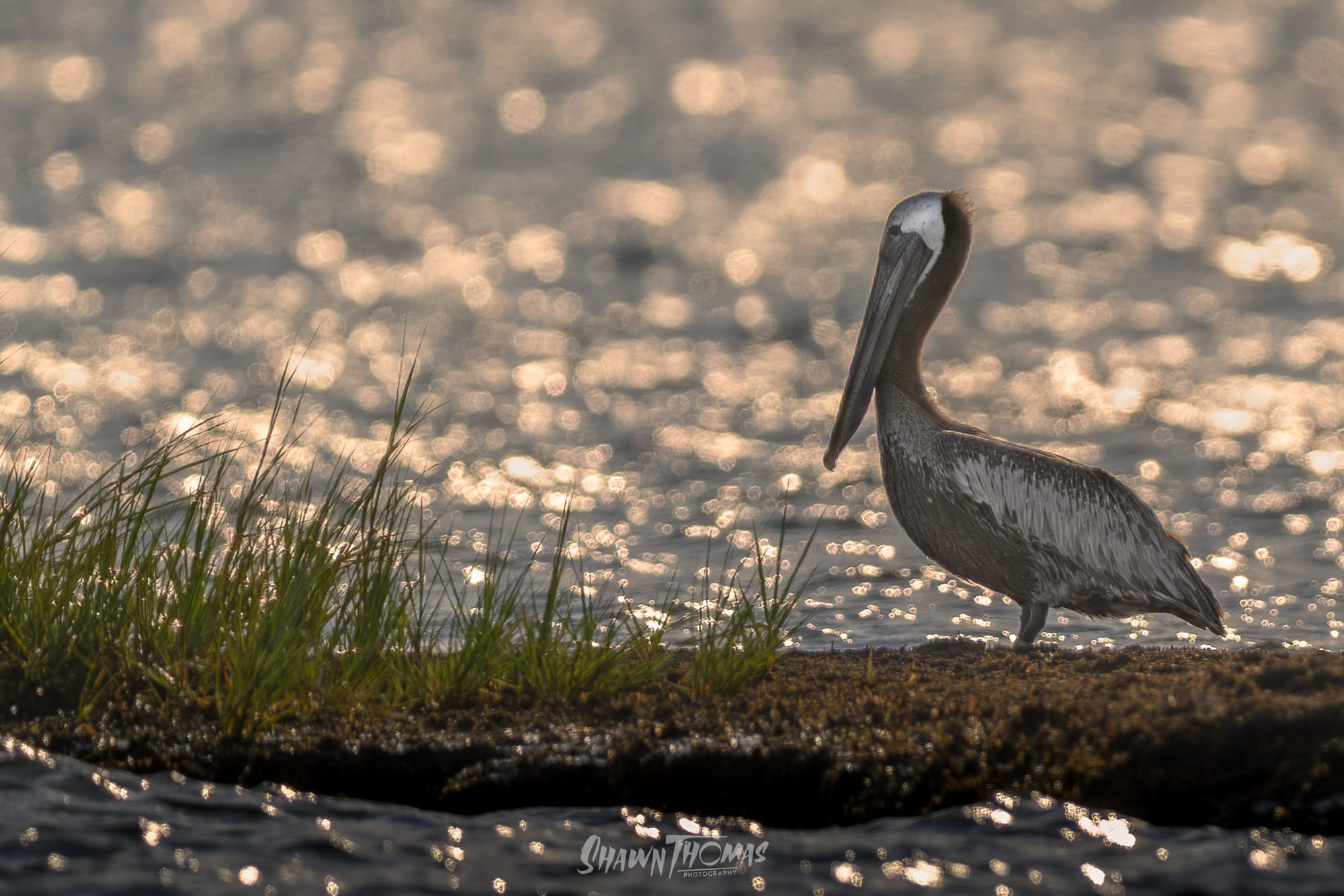 Sunset Seabird Safari in Ocean City: My Delmarva Birding Experience
