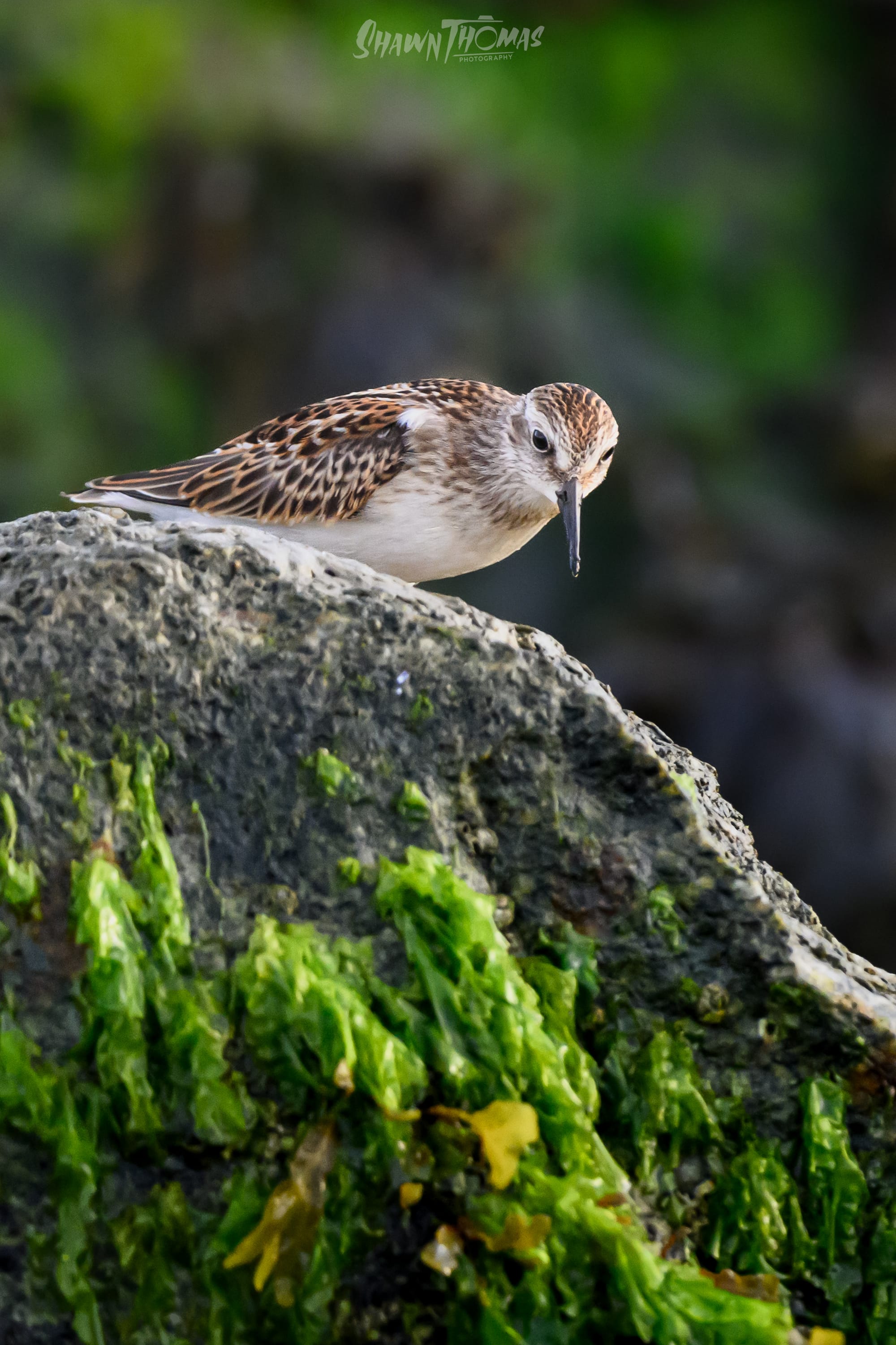 Sunset Seabird Safari in Ocean City: My Delmarva Birding Experience