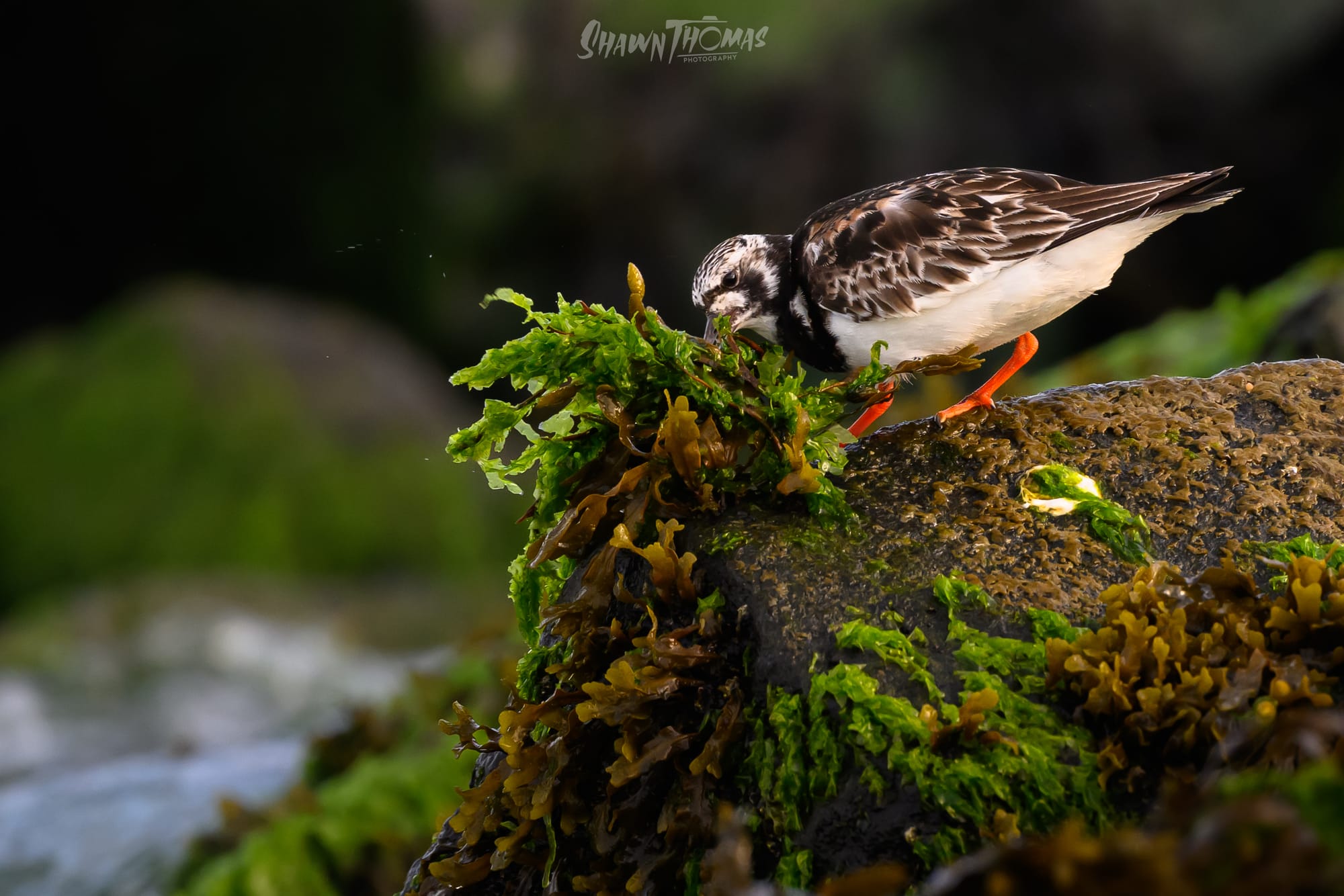Sunset Seabird Safari in Ocean City: My Delmarva Birding Experience