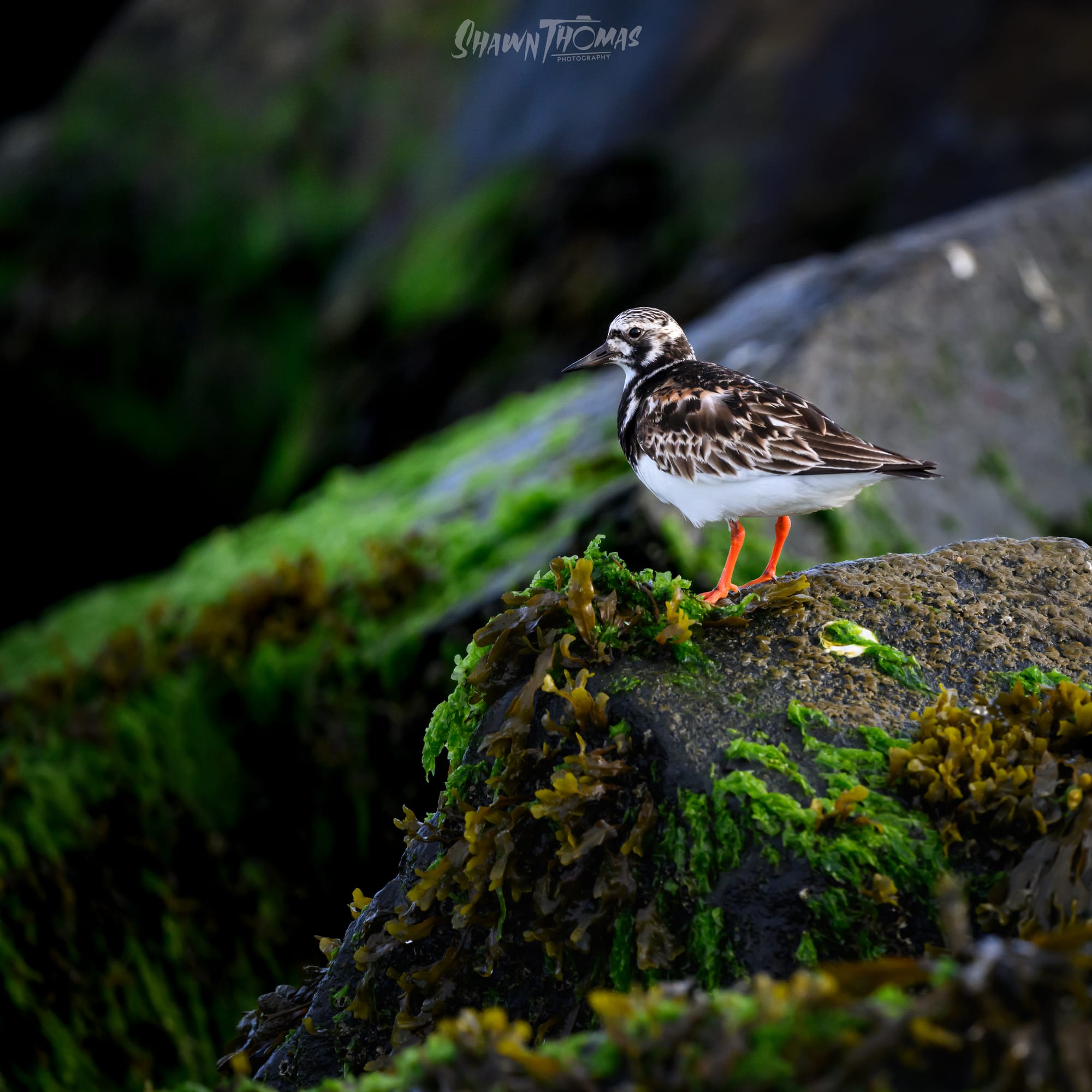 Sunset Seabird Safari in Ocean City: My Delmarva Birding Experience