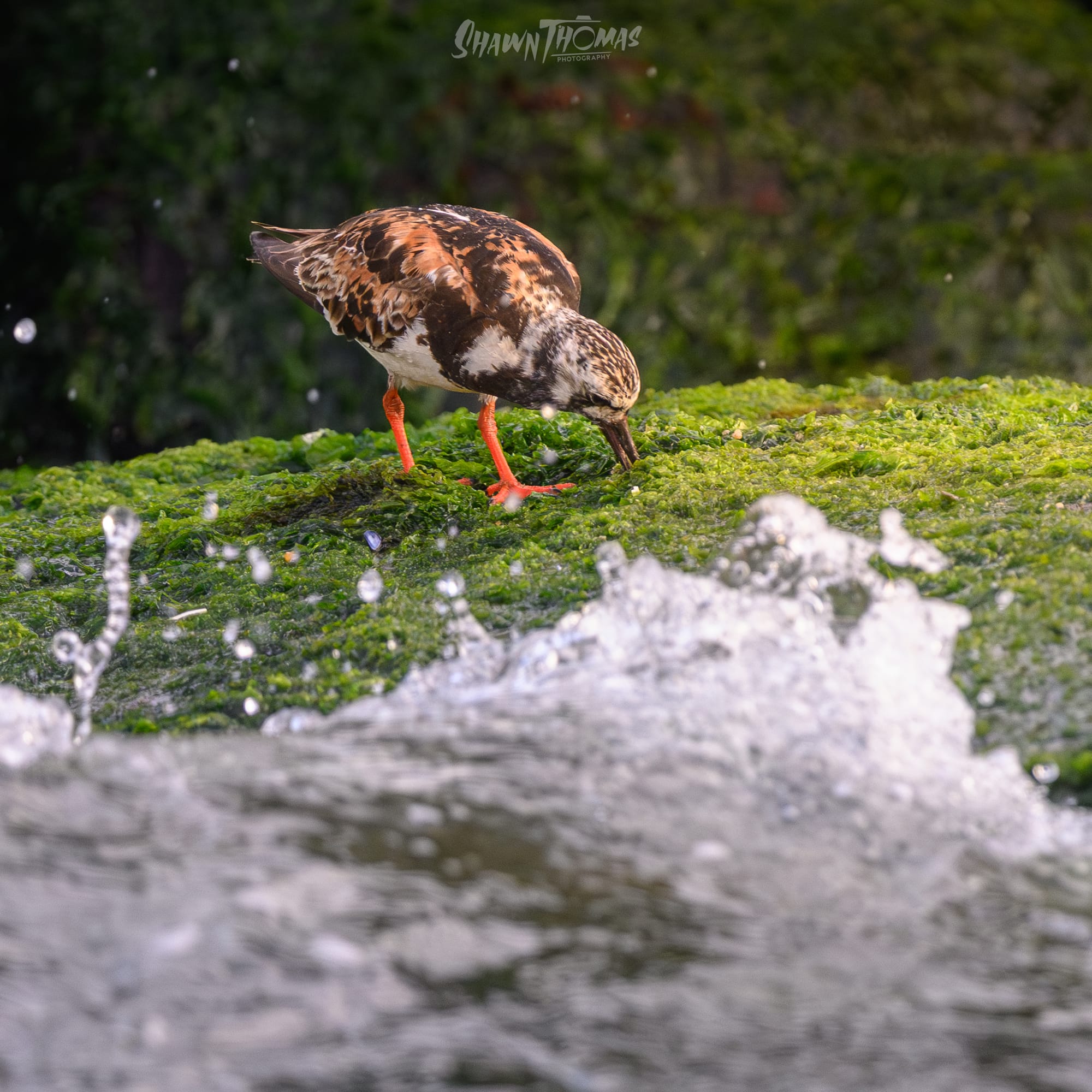 Sunset Seabird Safari in Ocean City: My Delmarva Birding Experience