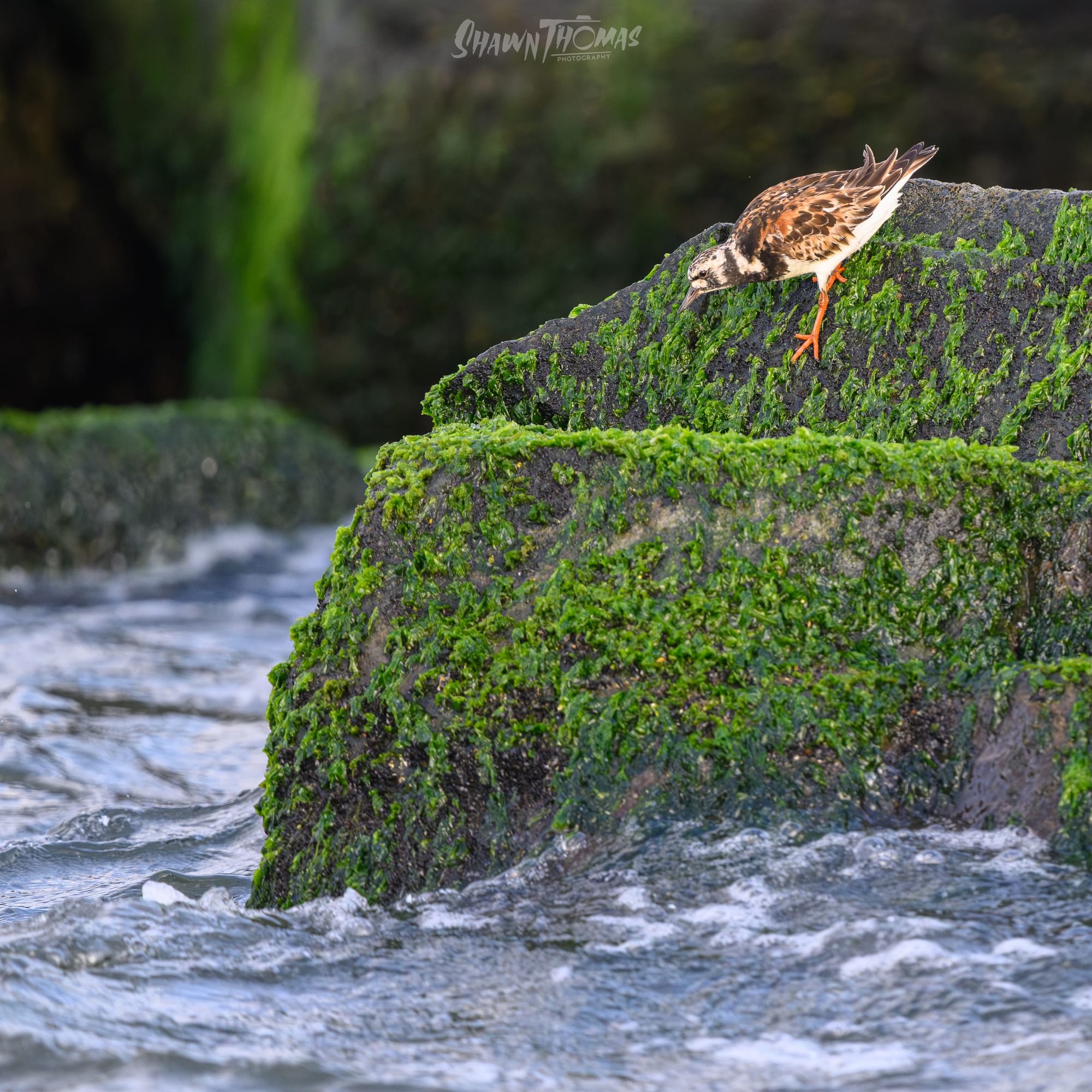 Sunset Seabird Safari in Ocean City: My Delmarva Birding Experience