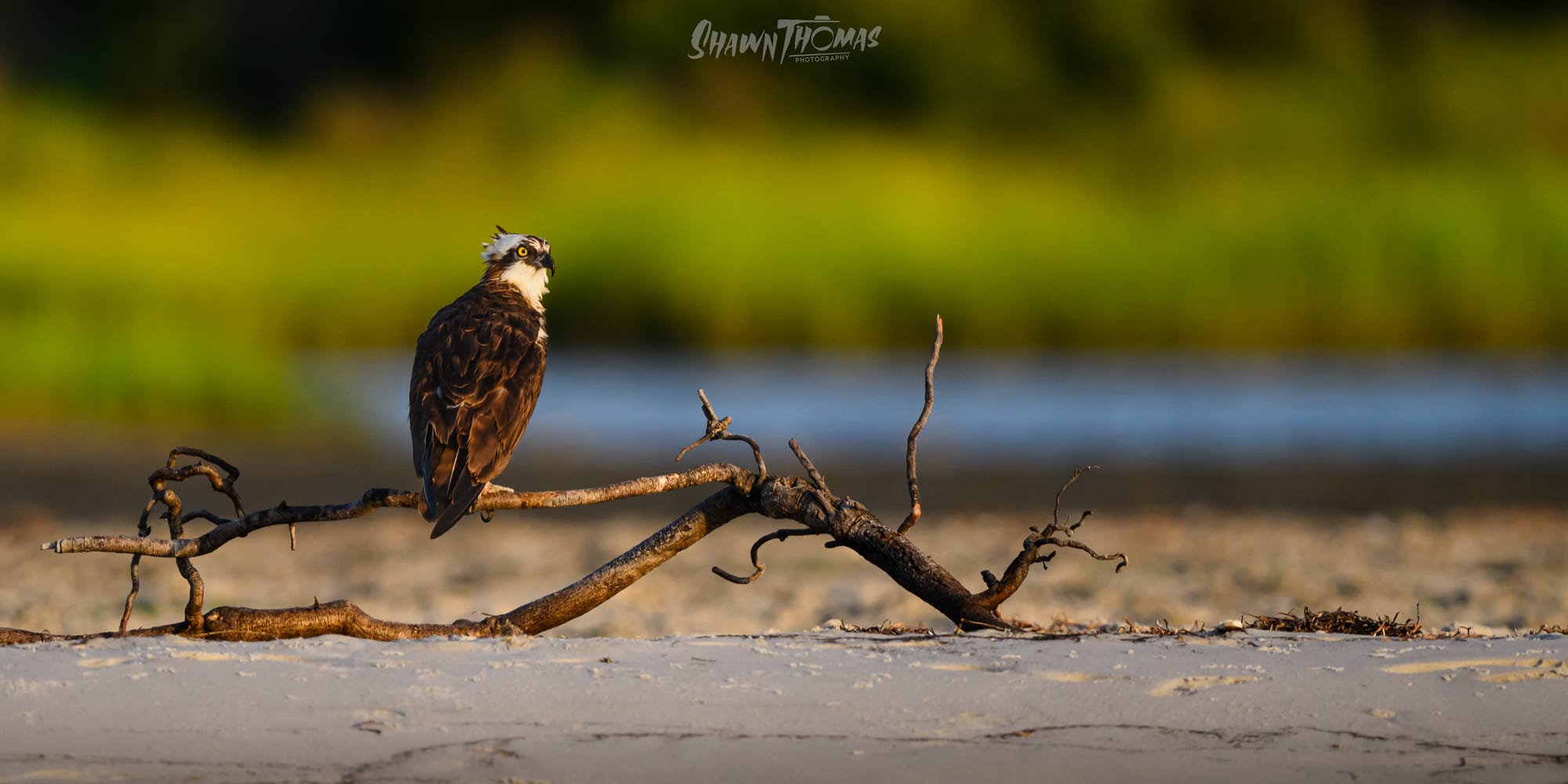 Sunset Seabird Safari in Ocean City: My Delmarva Birding Experience