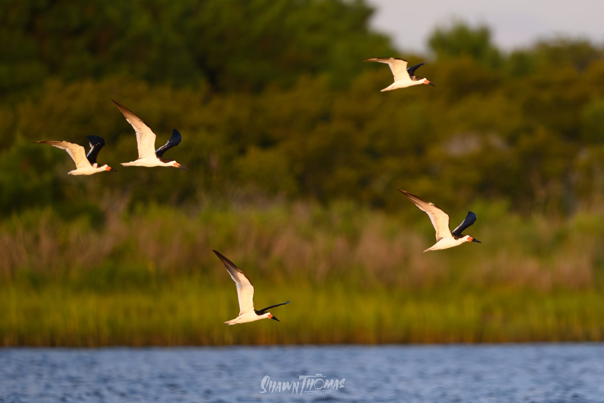 Sunset Seabird Safari in Ocean City: My Delmarva Birding Experience
