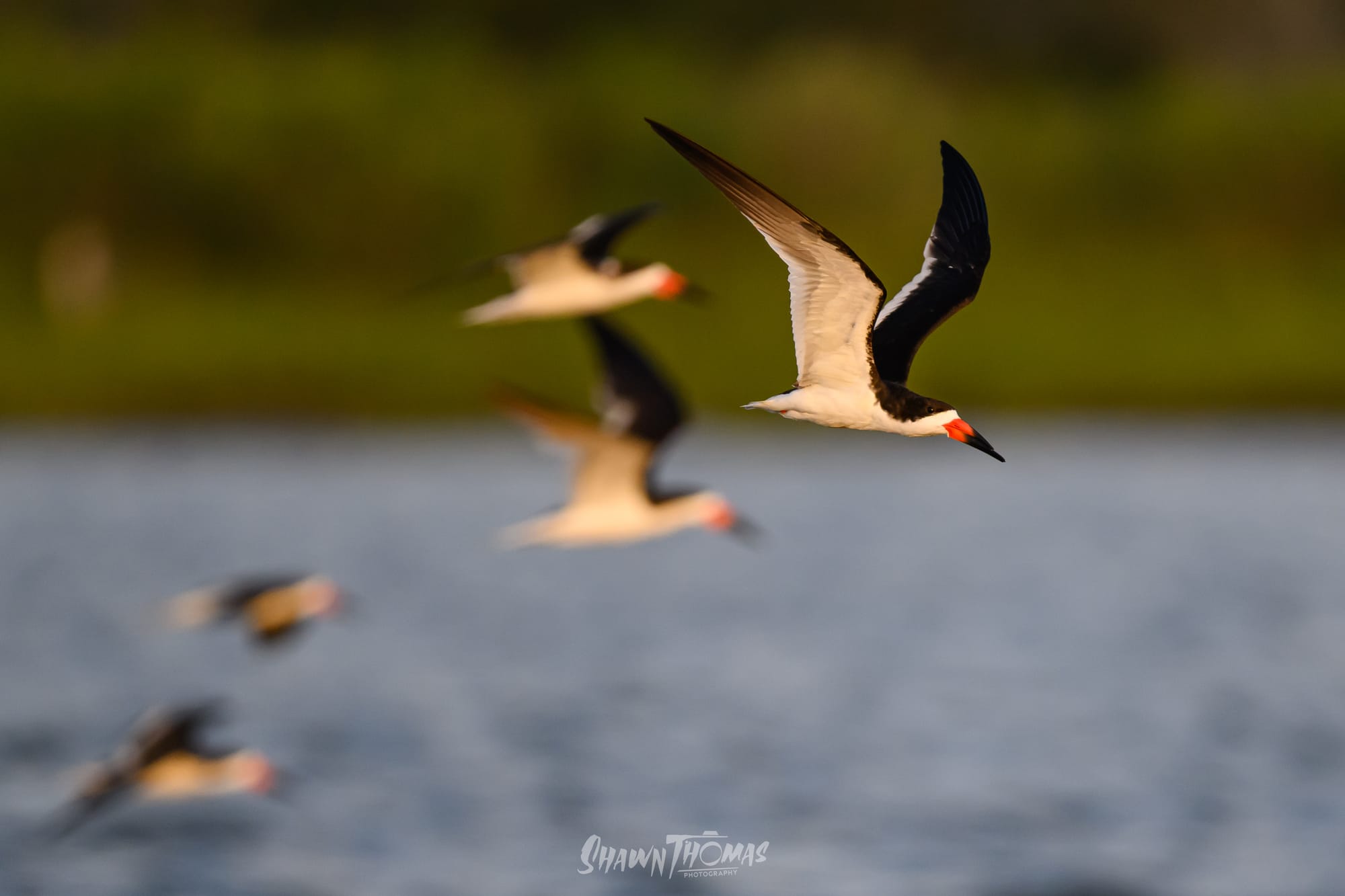 Sunset Seabird Safari in Ocean City: My Delmarva Birding Experience