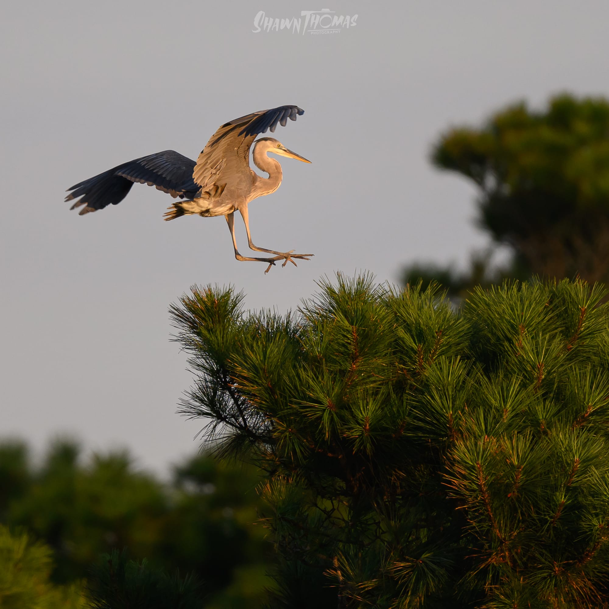 Sunset Seabird Safari in Ocean City: My Delmarva Birding Experience