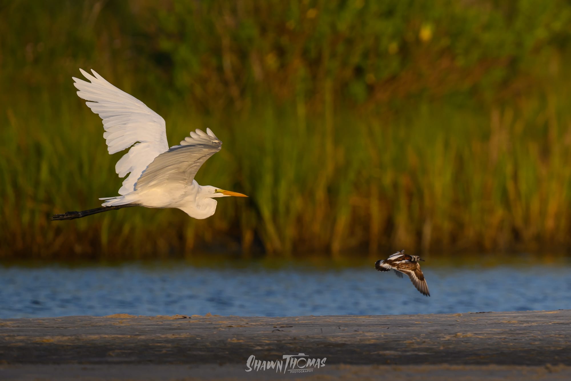 Sunset Seabird Safari in Ocean City: My Delmarva Birding Experience