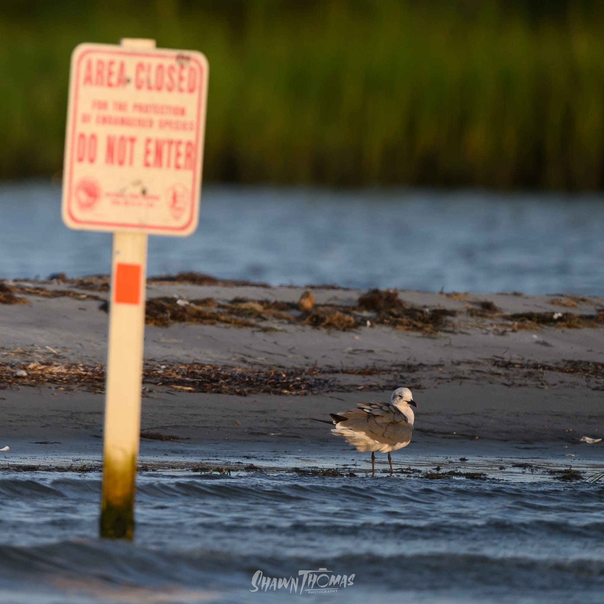 Sunset Seabird Safari in Ocean City: My Delmarva Birding Experience