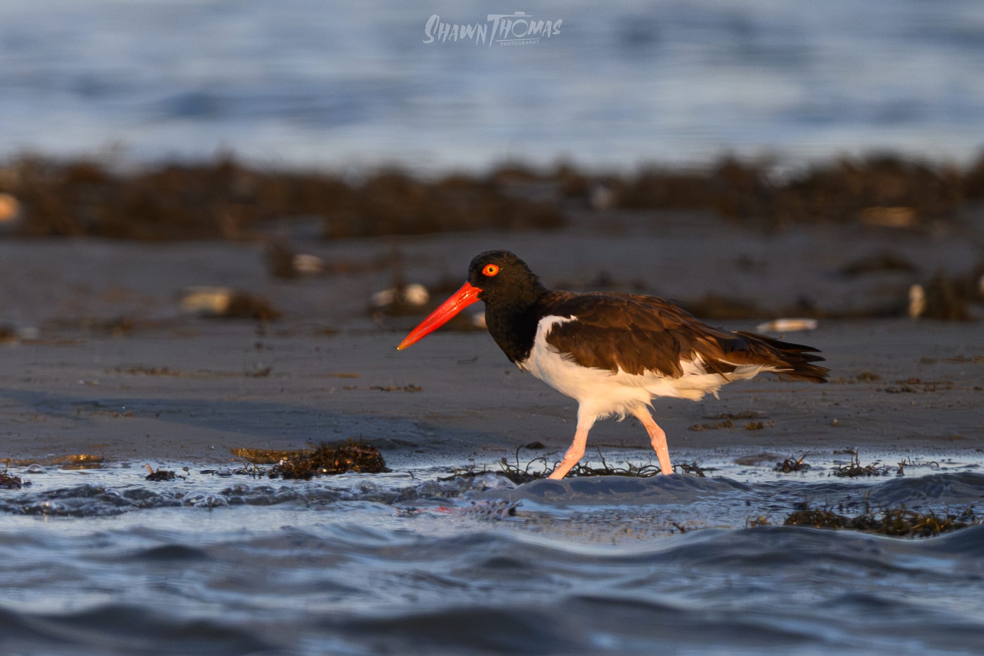 Sunset Seabird Safari in Ocean City: My Delmarva Birding Experience