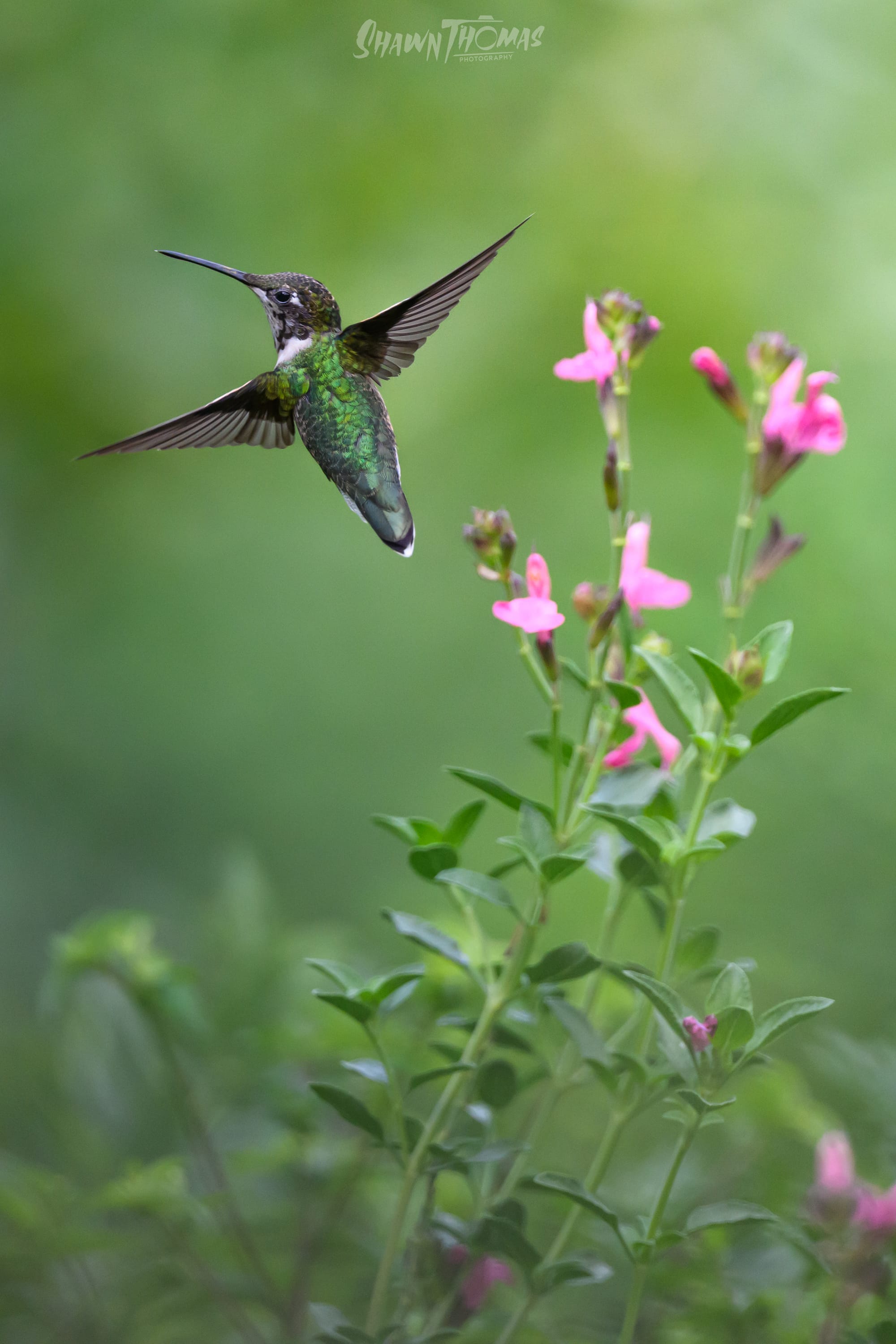 A Bench, a Tripod, and a Few Hummingbirds