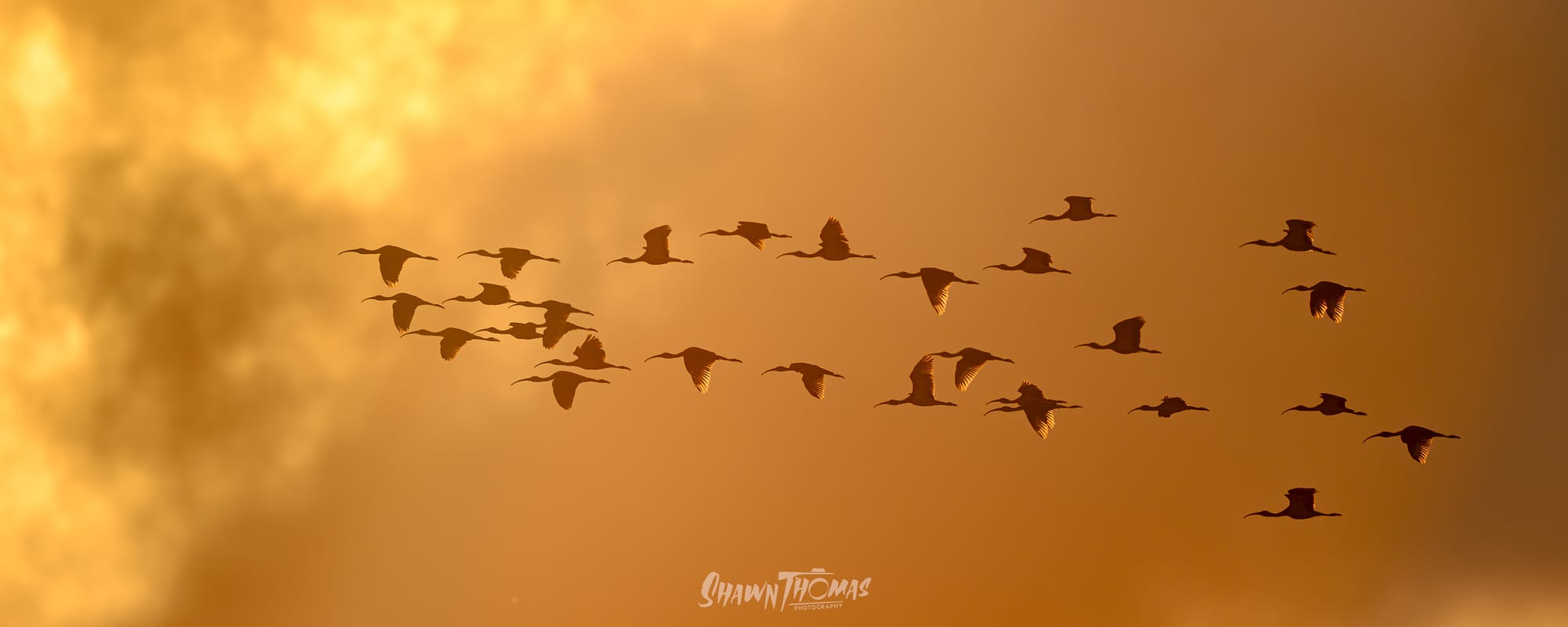 Sunset Seabird Safari in Ocean City: My Delmarva Birding Experience