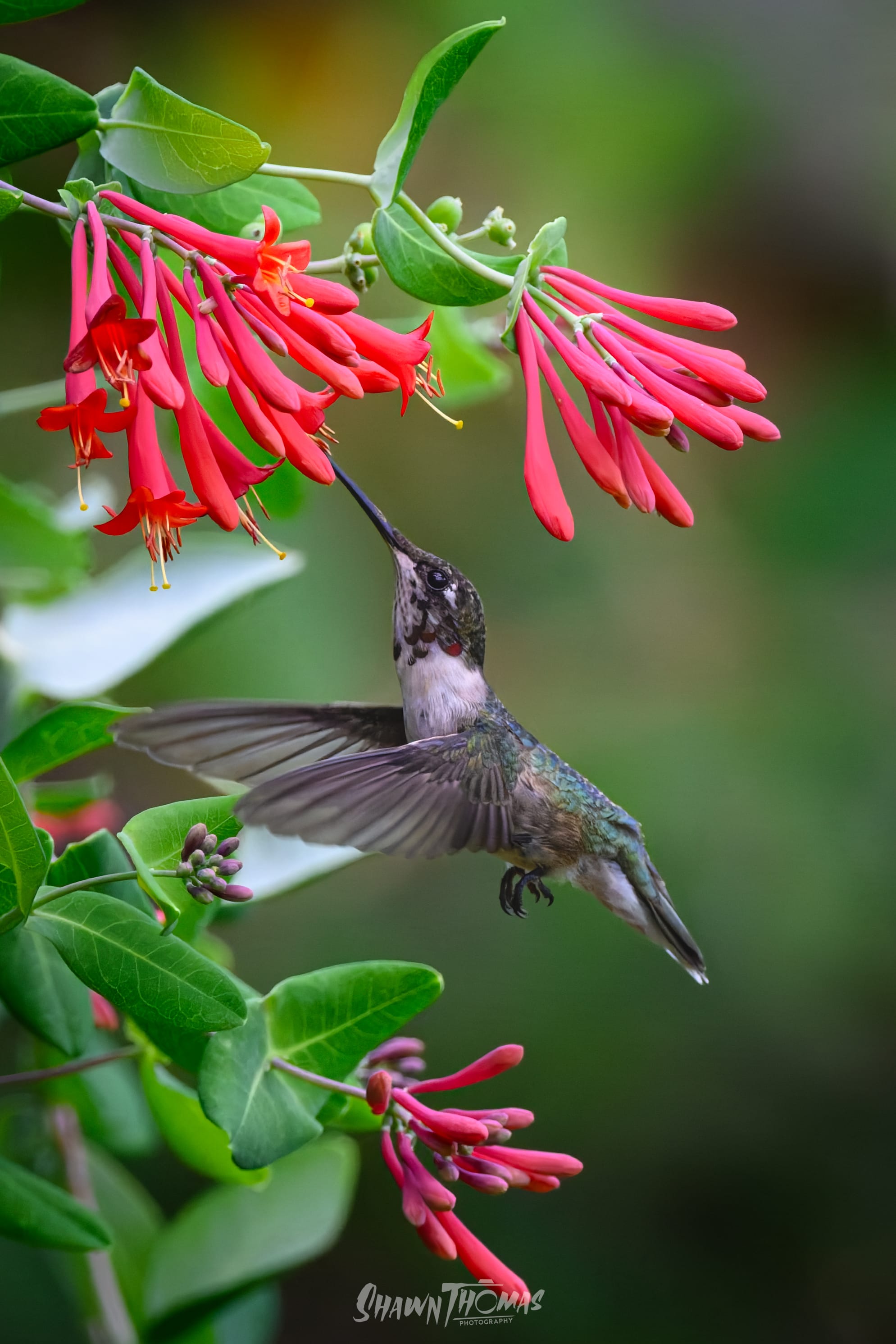 A Bench, a Tripod, and a Few Hummingbirds