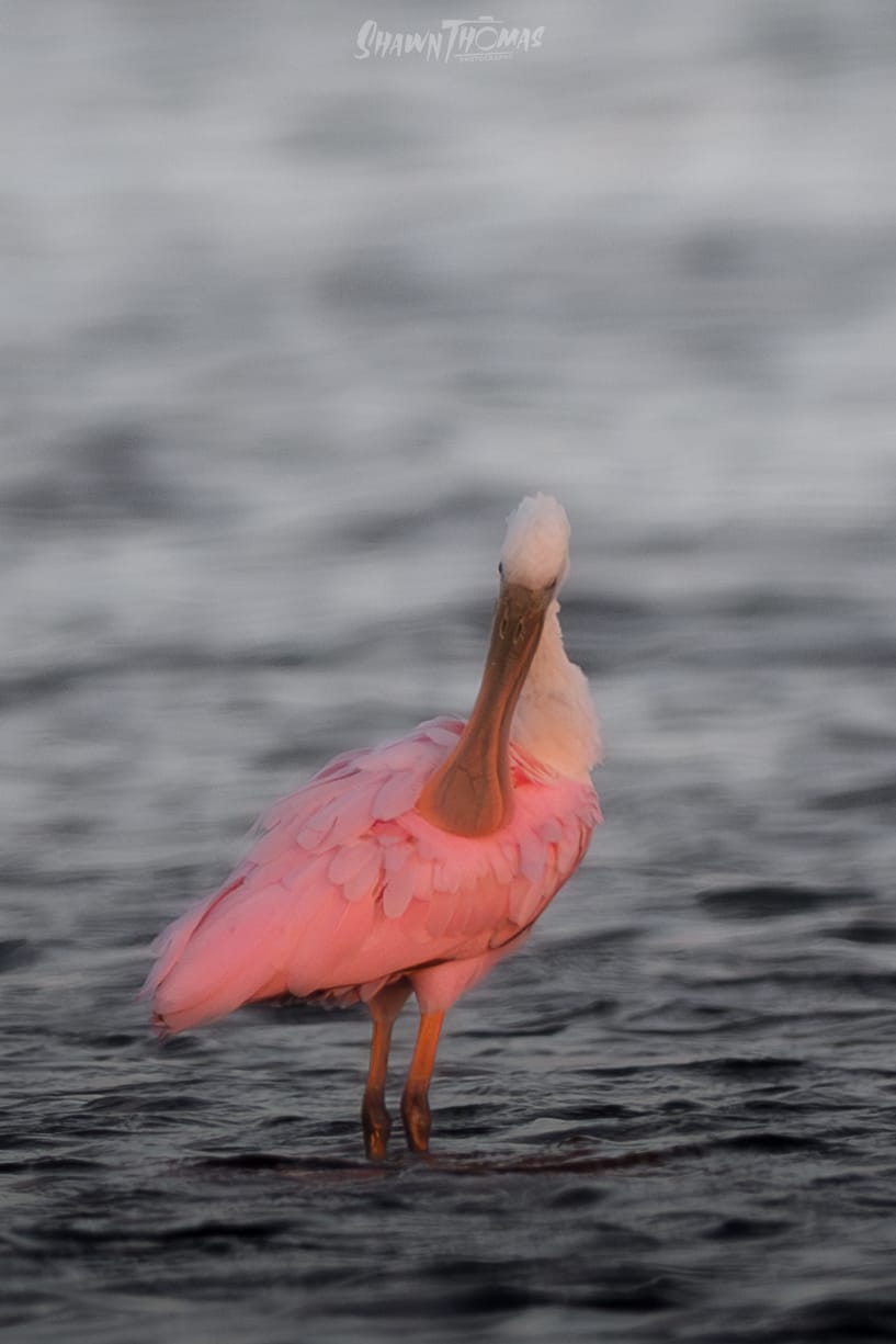 Sunset Seabird Safari in Ocean City: My Delmarva Birding Experience