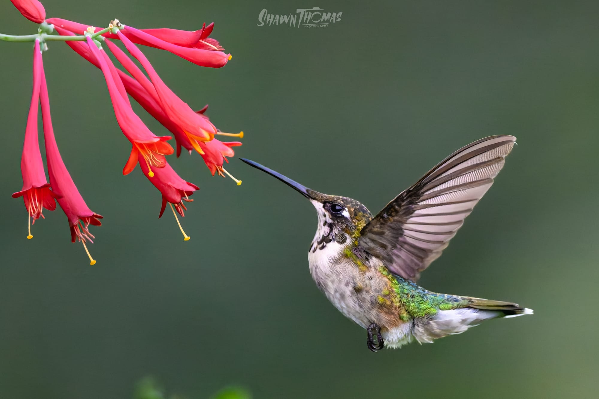 A Bench, a Tripod, and a Few Hummingbirds