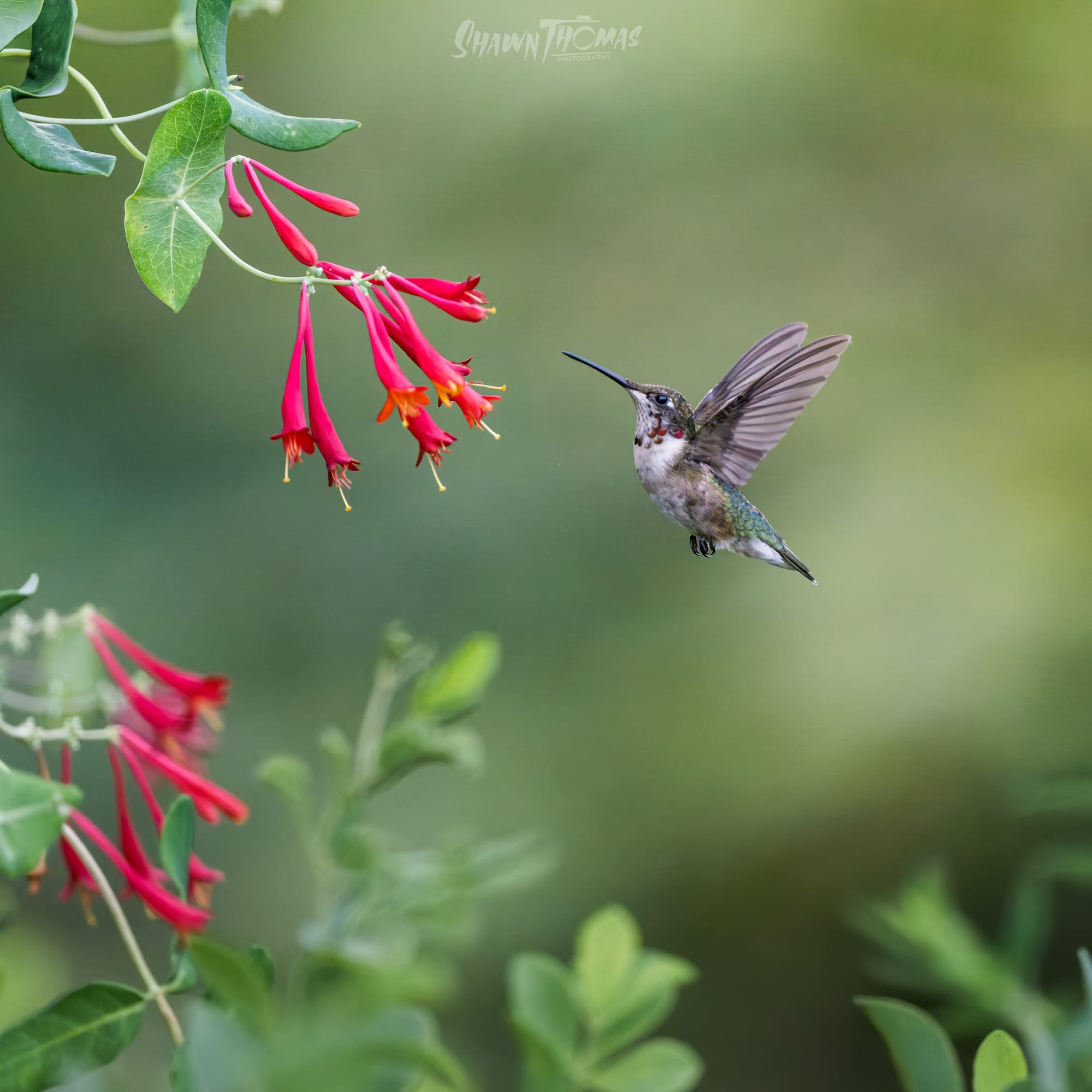 A Bench, a Tripod, and a Few Hummingbirds
