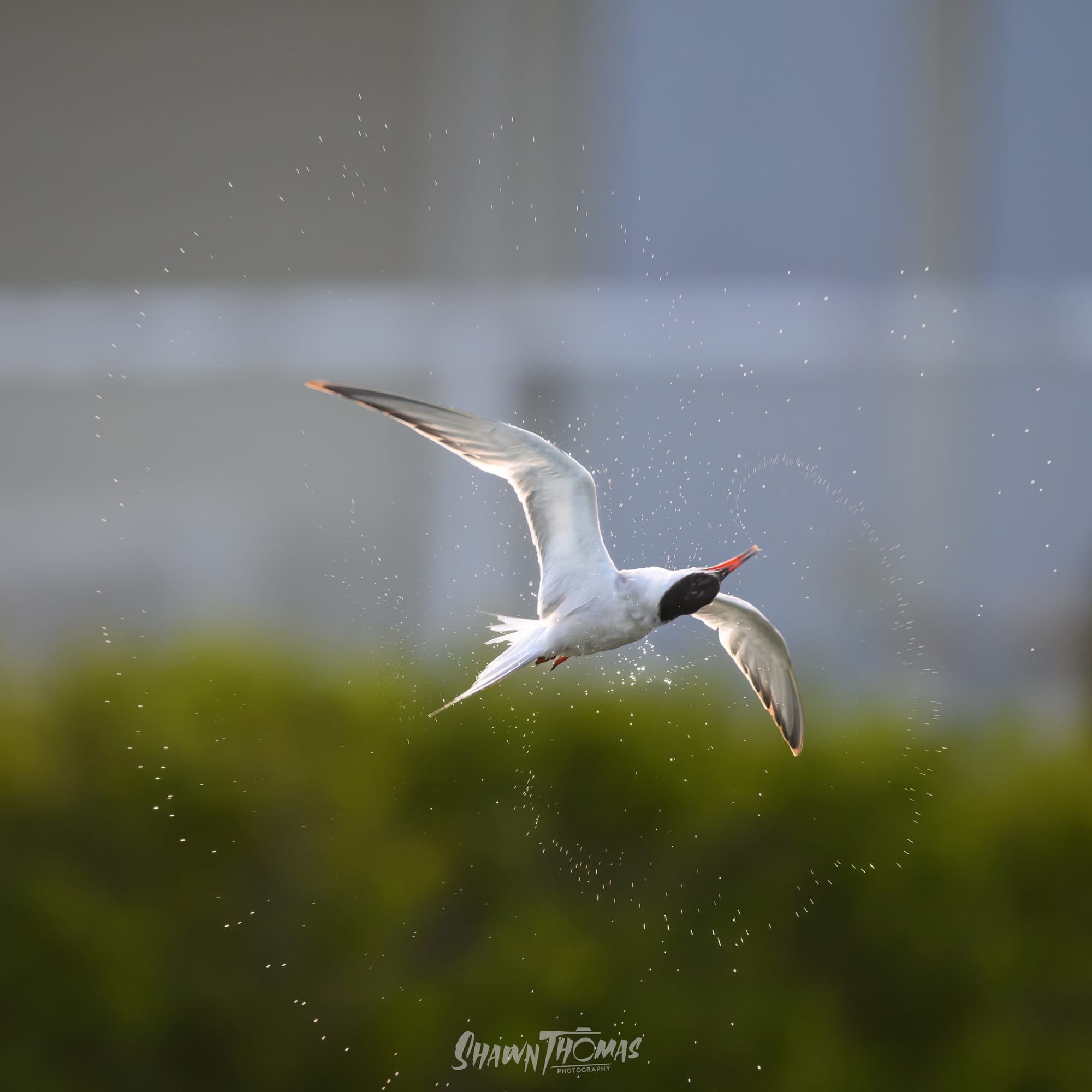 Sunset Seabird Safari in Ocean City: My Delmarva Birding Experience