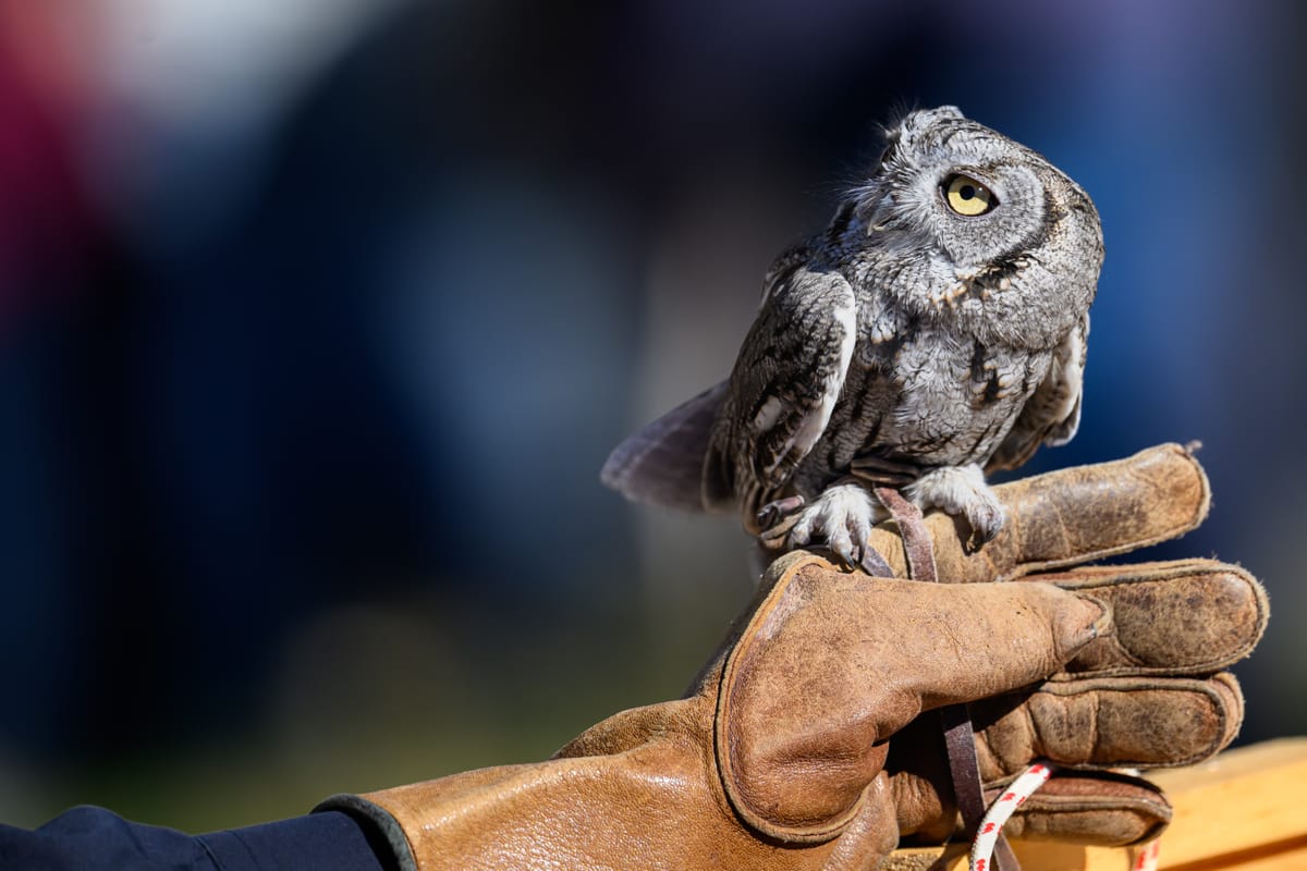 Owl Moon Raptor Festival