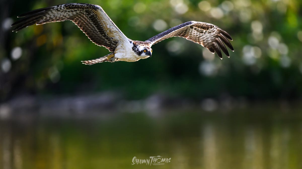 Making the Case for Panoramic Wildlife Images