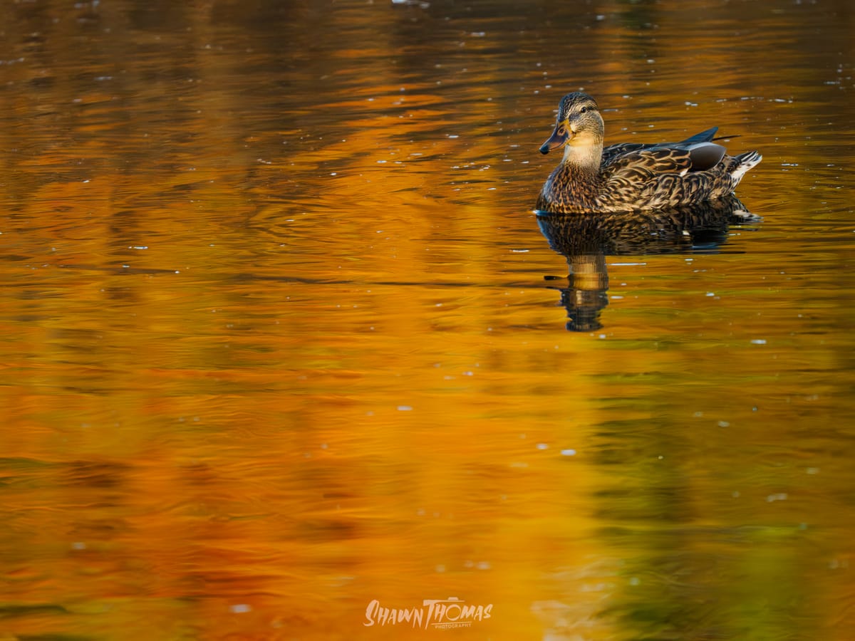 Challenge Accepted: A Month with OM System's Flagship Gear