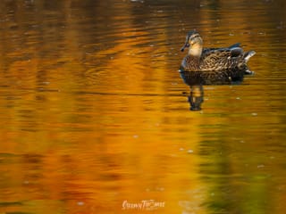 Challenge Accepted: A Month with OM System's Flagship Gear