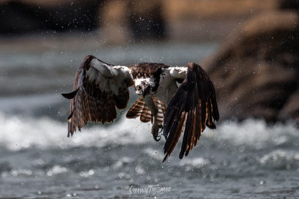 Field Review: Chasing Osprey and Eagles with the Nikon 800mm PF