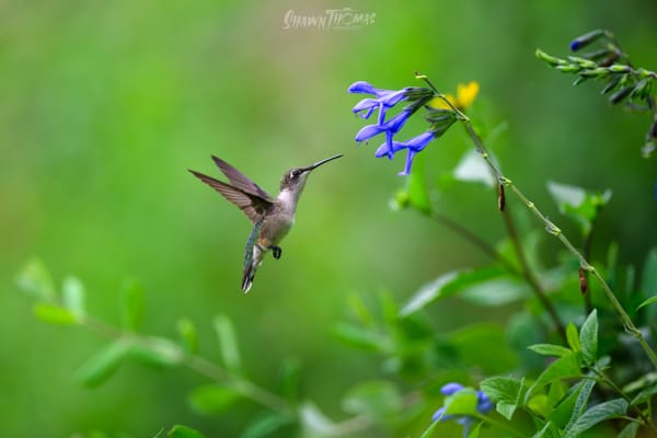 A Bench, a Tripod, and a Few Hummingbirds