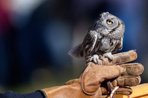 Owl Moon Raptor Festival