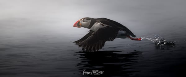 Chasing Puffins in the Fog: A Lesson in Letting Go