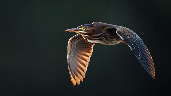 Taming the Noise: Why High ISO Isn’t a Dealbreaker Anymore