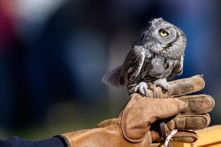 Owl Moon Raptor Festival