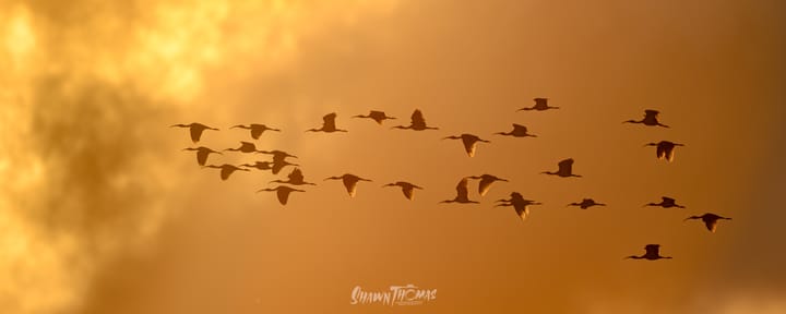 Sunset Seabird Safari in Ocean City: My Delmarva Birding Experience