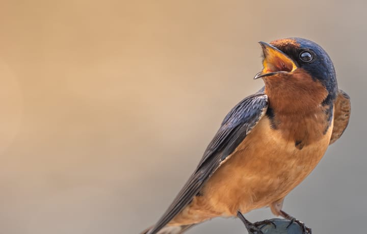 So your kid wants to be a wildlife photographer?