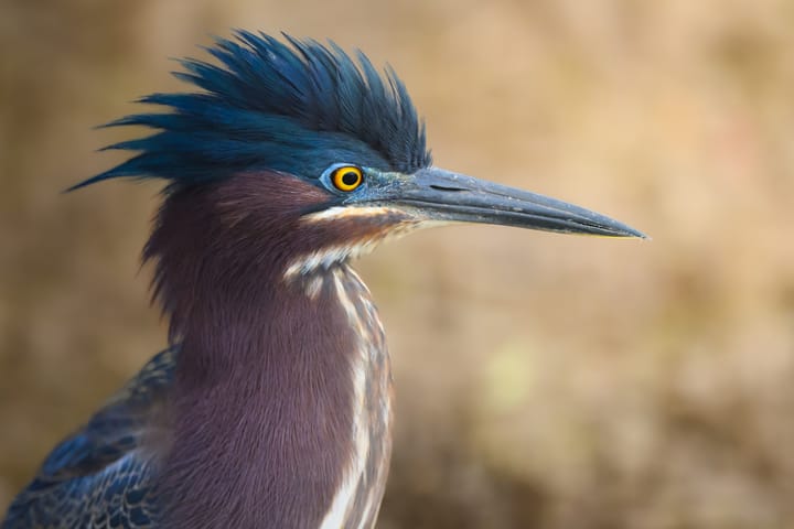 Review: The Nikon Z 600mm f/4 TC