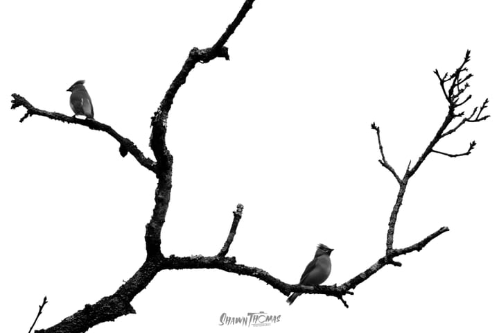 When Color Gets in the Way of the Story